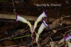 Christisonia tubulosa